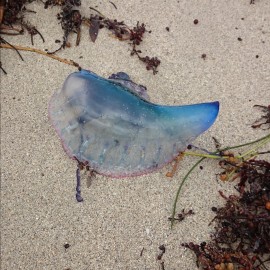 Portugiesische Galeere in Miami