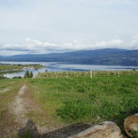 West Kelowna hat drei neue Bewohner West Kelowna hat drei neue Bewohner