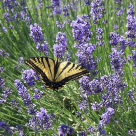 Lavendel, Honig & Eier Lavendel, Honig & Eier
