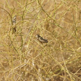 Was ist grün und steigert die Lebensfreude?