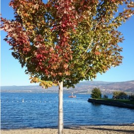 Sichere Anzeichen für den Herbstbeginn im Okanagan Valley